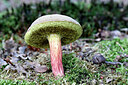 BUITEN BEELD Foto: 442937