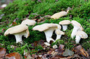BUITEN BEELD Foto: 442938