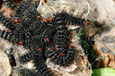 BUITEN BEELD Foto: 442939