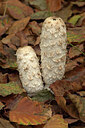 BUITEN BEELD Foto: 442942
