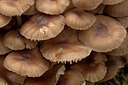 BUITEN BEELD Foto: 442944