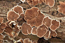 BUITEN BEELD Foto: 442946