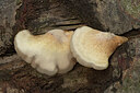 BUITEN BEELD Foto: 442951