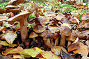 BUITEN BEELD Foto: 442956