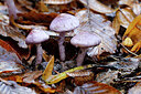 BUITEN BEELD Foto: 442958