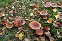 BUITEN BEELD Foto: 442960