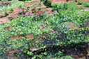 BUITEN BEELD Foto: 442964