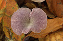BUITEN BEELD Foto: 442967
