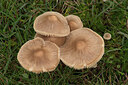 BUITEN BEELD Foto: 442969