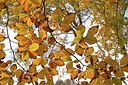 BUITEN BEELD Foto: 442971