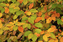 BUITEN BEELD Foto: 442982