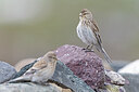 BUITEN BEELD Foto: 442992