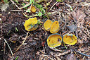 BUITEN BEELD Foto: 443022