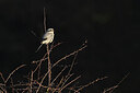 BUITEN BEELD Foto: 443036