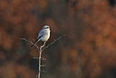 BUITEN BEELD Foto: 443037