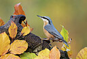 BUITEN BEELD Foto: 443048