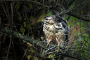 BUITEN BEELD Foto: 443049
