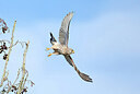 BUITEN BEELD Foto: 443052