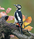 BUITEN BEELD Foto: 443057