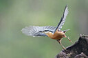 BUITEN BEELD Foto: 443068