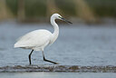 BUITEN BEELD Foto: 443085
