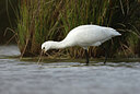 BUITEN BEELD Foto: 443087