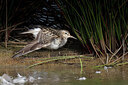 BUITEN BEELD Foto: 443088