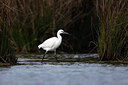 BUITEN BEELD Foto: 443090