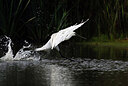 BUITEN BEELD Foto: 443094