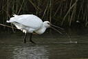 BUITEN BEELD Foto: 443097