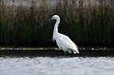 BUITEN BEELD Foto: 443099