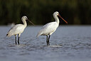 BUITEN BEELD Foto: 443100
