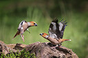 BUITEN BEELD Foto: 443134