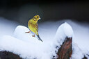 BUITEN BEELD Foto: 443145