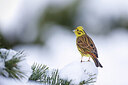 BUITEN BEELD Foto: 443146