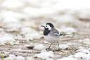 BUITEN BEELD Foto: 443152