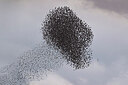 BUITEN BEELD Foto: 443156