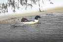 BUITEN BEELD Foto: 443160