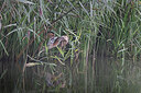 BUITEN BEELD Foto: 443174