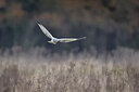 BUITEN BEELD Foto: 443178