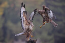 BUITEN BEELD Foto: 443180
