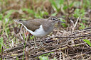 BUITEN BEELD Foto: 443198