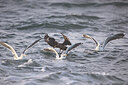BUITEN BEELD Foto: 443210