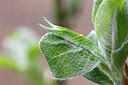 BUITEN BEELD Foto: 443243