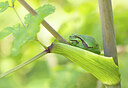 BUITEN BEELD Foto: 443294