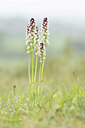BUITEN BEELD Foto: 443300