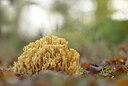BUITEN BEELD Foto: 443303