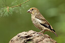 BUITEN BEELD Foto: 443309