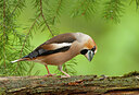BUITEN BEELD Foto: 443310