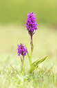 BUITEN BEELD Foto: 443339